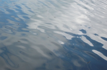 Reflections, Swan Lake by Teri Leigh Teed