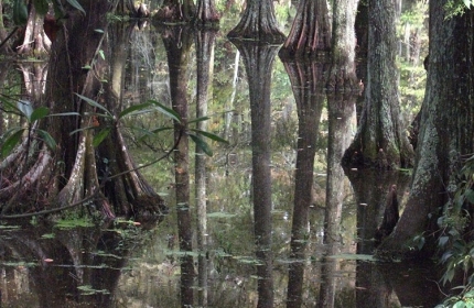 Swamp Reflections Swan Lake by Teri Leigh Teed