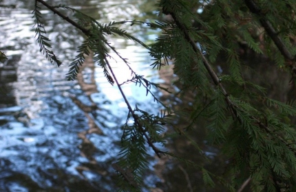 Through the Branches, Swan Lake, by Teri Leigh Teed