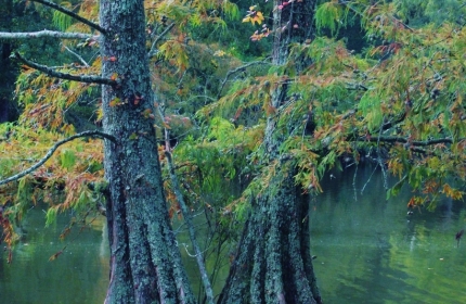 Twin Trees, Swan Lake, Sumter SC by Teri Leigh Teed
