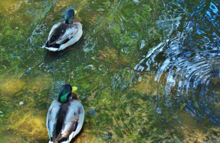 Two Ducks, Swan Lake, Sumter SC by Teri Leigh Teed
