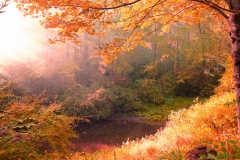 Morning Light, Spring Pond at Autumn Equinox by Teri Leigh Teed