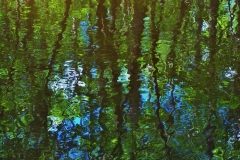 Reflections on Black Creek, Kalmia Garden by Teri Leigh Teed