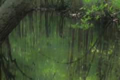 Soft Swamp Lights, Kalmia Gardens by Teri Leigh Teed