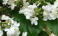 Green and White Blossoms by Teri Leigh Teed Healing Spirit Art © Collection