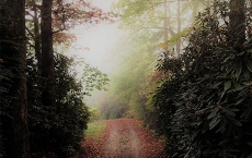 Foggy Autumn Morning by Teri Leigh Teed Healing Spirit Art © Collection