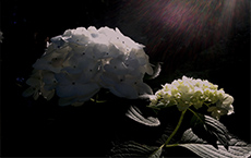 Hydrangeas in the Light by Teri Leigh Teed Healing Spirit Art © Collection